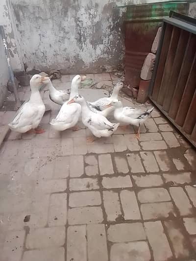 white duck