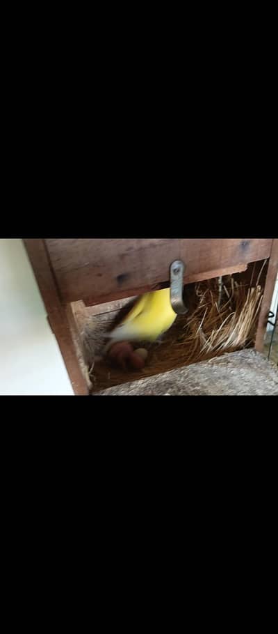 Breeder lovebirds handtamed cocktail