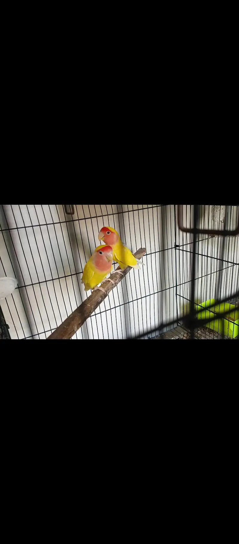 Breeder lovebirds handtamed cocktail — photo 2