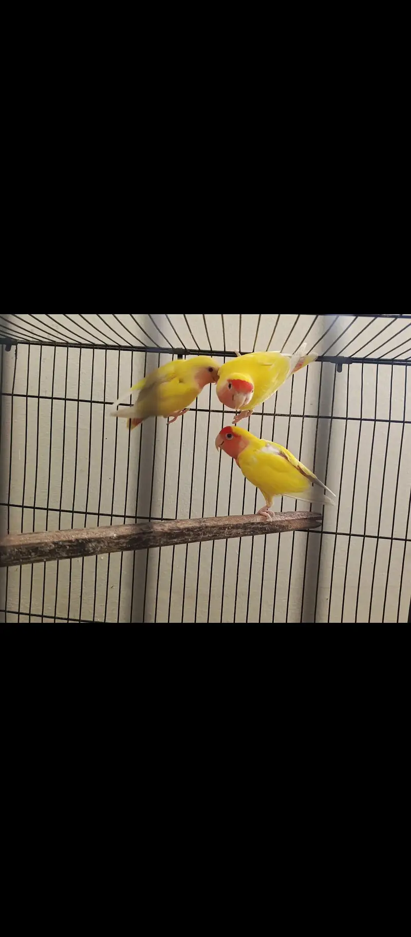 Breeder lovebirds handtamed cocktail — photo 3