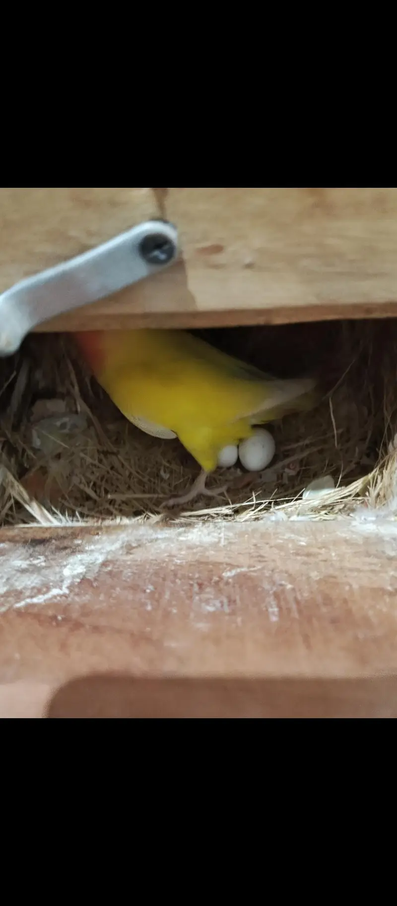 Breeder lovebirds handtamed cocktail — photo 4