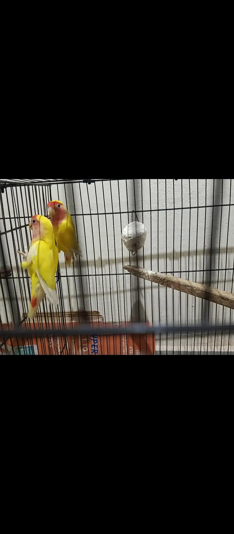 Breeder lovebirds handtamed cocktail — photo 5