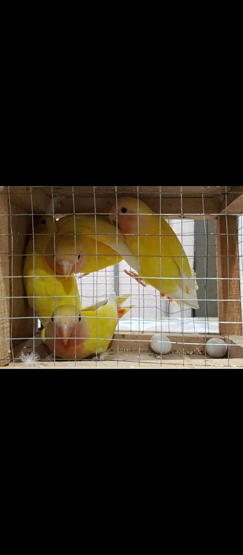 Breeder lovebirds handtamed cocktail — photo 6