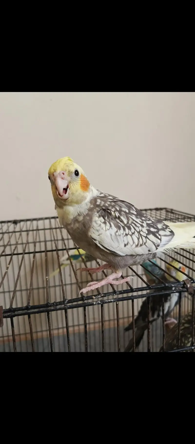 Breeder lovebirds handtamed cocktail — photo 7