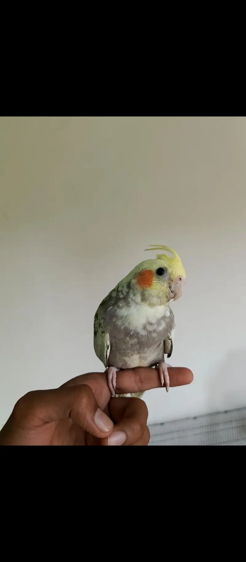 Breeder lovebirds handtamed cocktail — photo 8