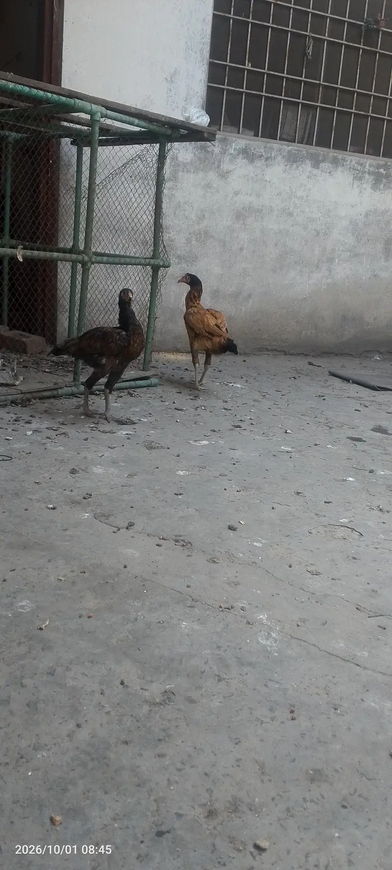 aseel pathiya — photo 2