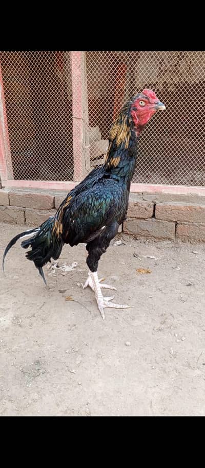 Lasani Aseel Murgha