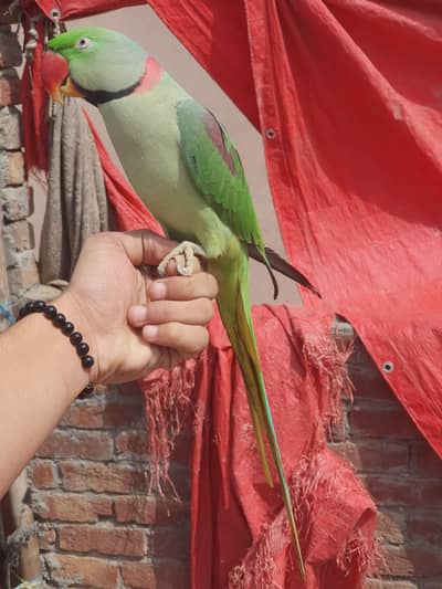 raw parrot male for sale full hand