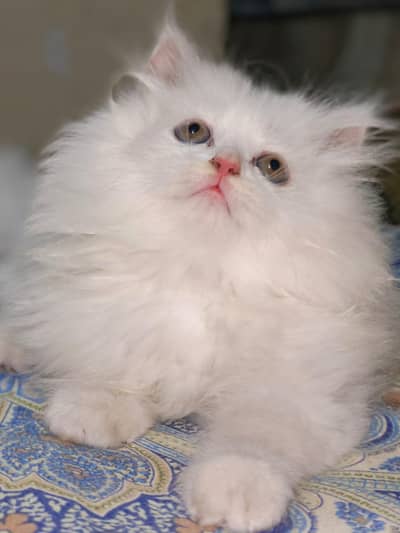 pesian kitten | Triple coat| white colour|green eye  colour