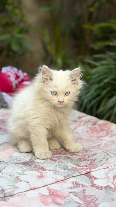 Persian Kitten