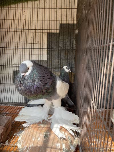 Fancy pigeons for sale