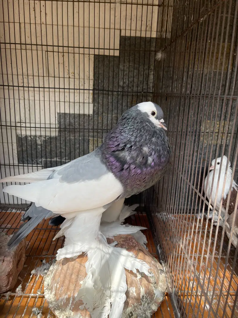Fancy pigeons for sale — photo 2