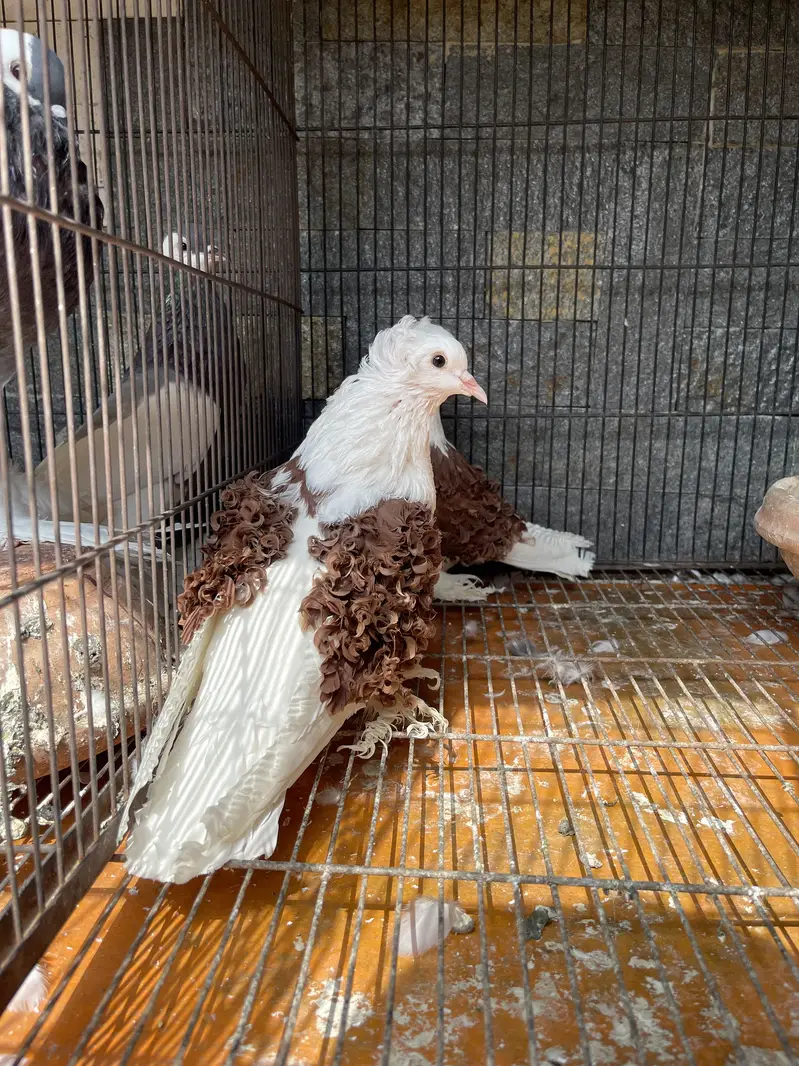 Fancy pigeons for sale — photo 3