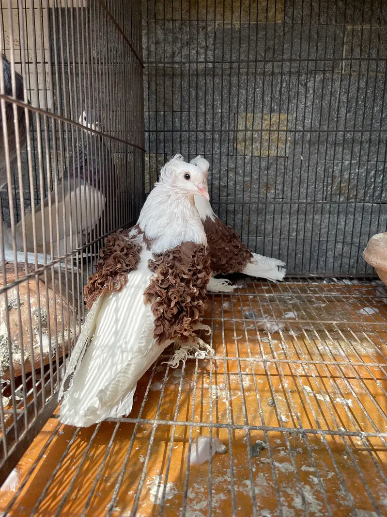 Fancy pigeons for sale — photo 4