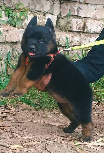 German Shepherd double coat pair 2 month for sale
