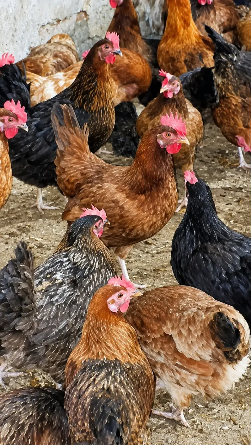 Desi Murgiyan For Sale|Eggs laying Hen| Vaccination Complete |Hens — photo 2