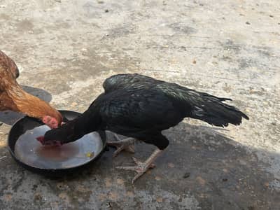 Black Lasani Strong Mazbot gand jor