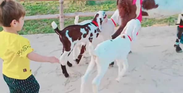 3 bacchon wali bakri for sale call_03230718297
