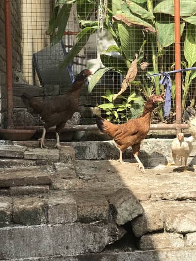 Pure desi hens