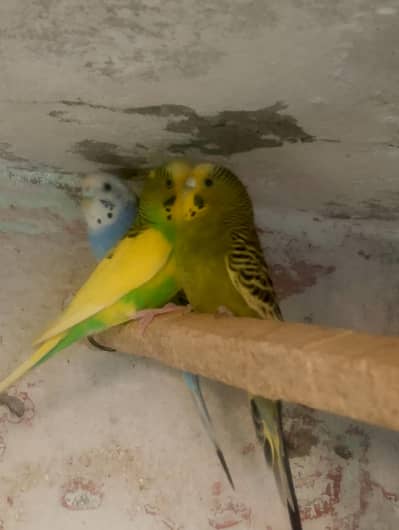 breeder pair
