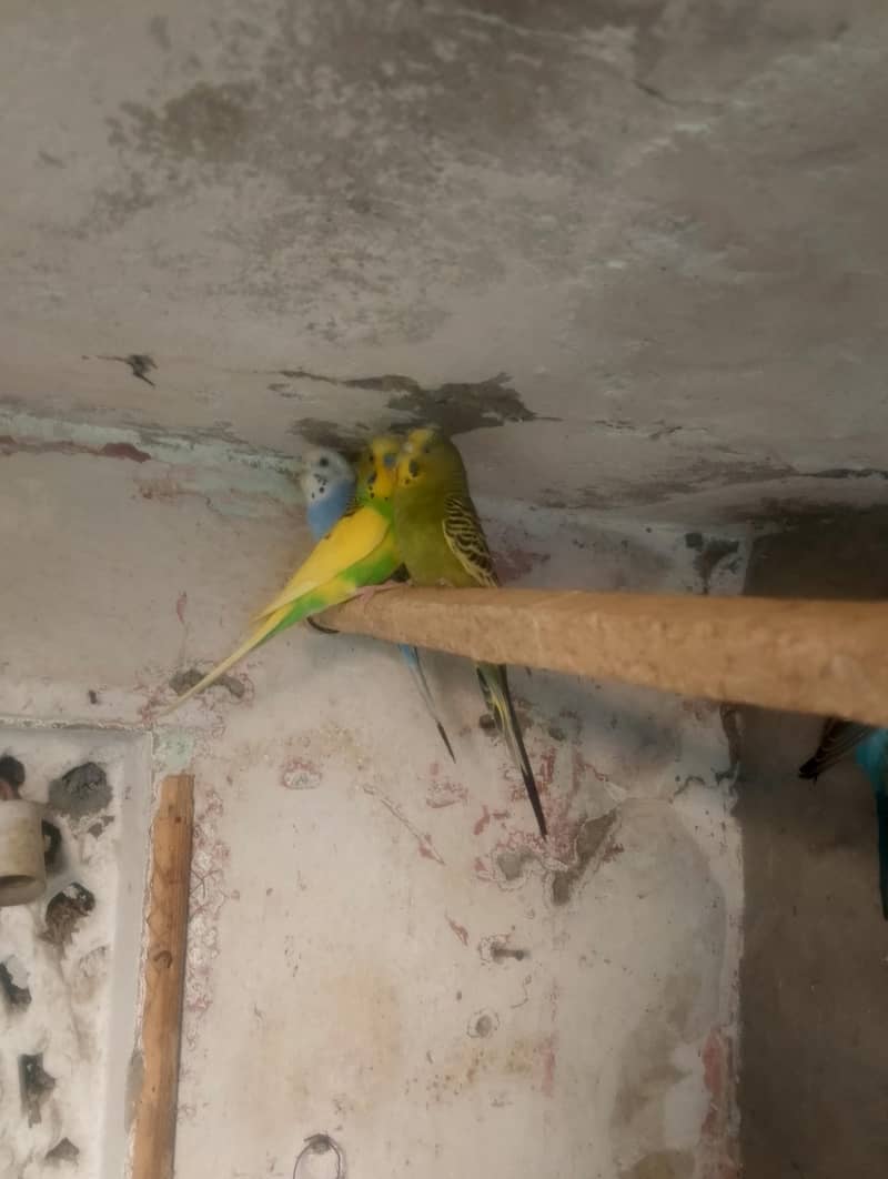 breeder pair 1