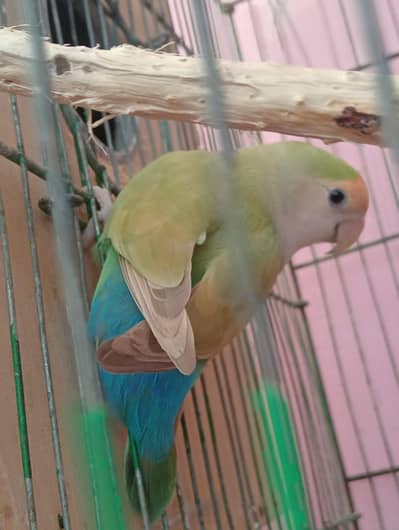 bird for sale