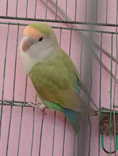 parrot  for sale tuta