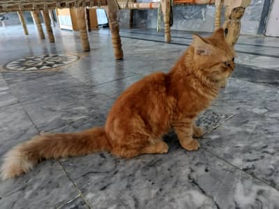 Persian cat with punch face