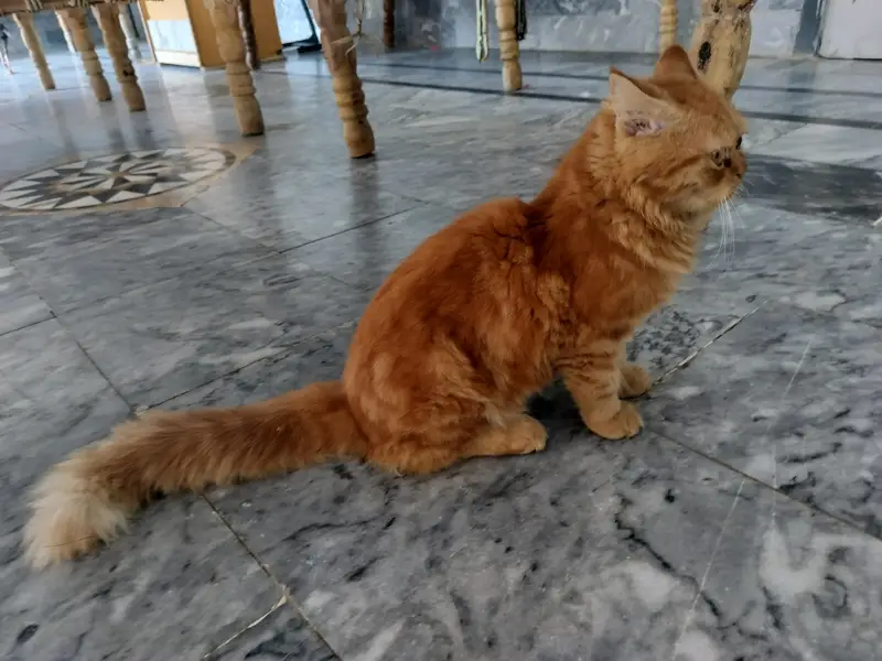 Persian cat with punch face — photo 2