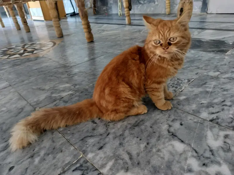 Persian cat with punch face — photo 3