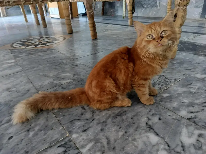 Persian cat with punch face — photo 4
