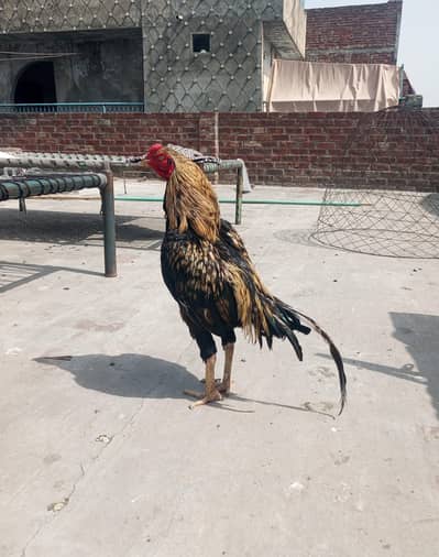healthy and active Bird contact my WhatsApp number. 0327. . 16. . 83833. . .