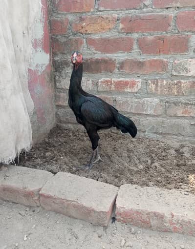 healthy and active Bird contact my WhatsApp number. 0327. . 16. . 83833. . .