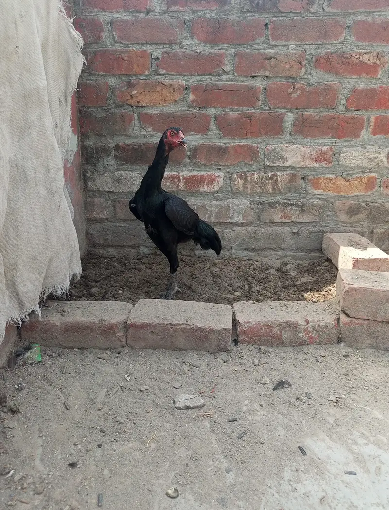 healthy and active Bird contact my WhatsApp number. 0327. . 16. . 83833. . . — photo 2