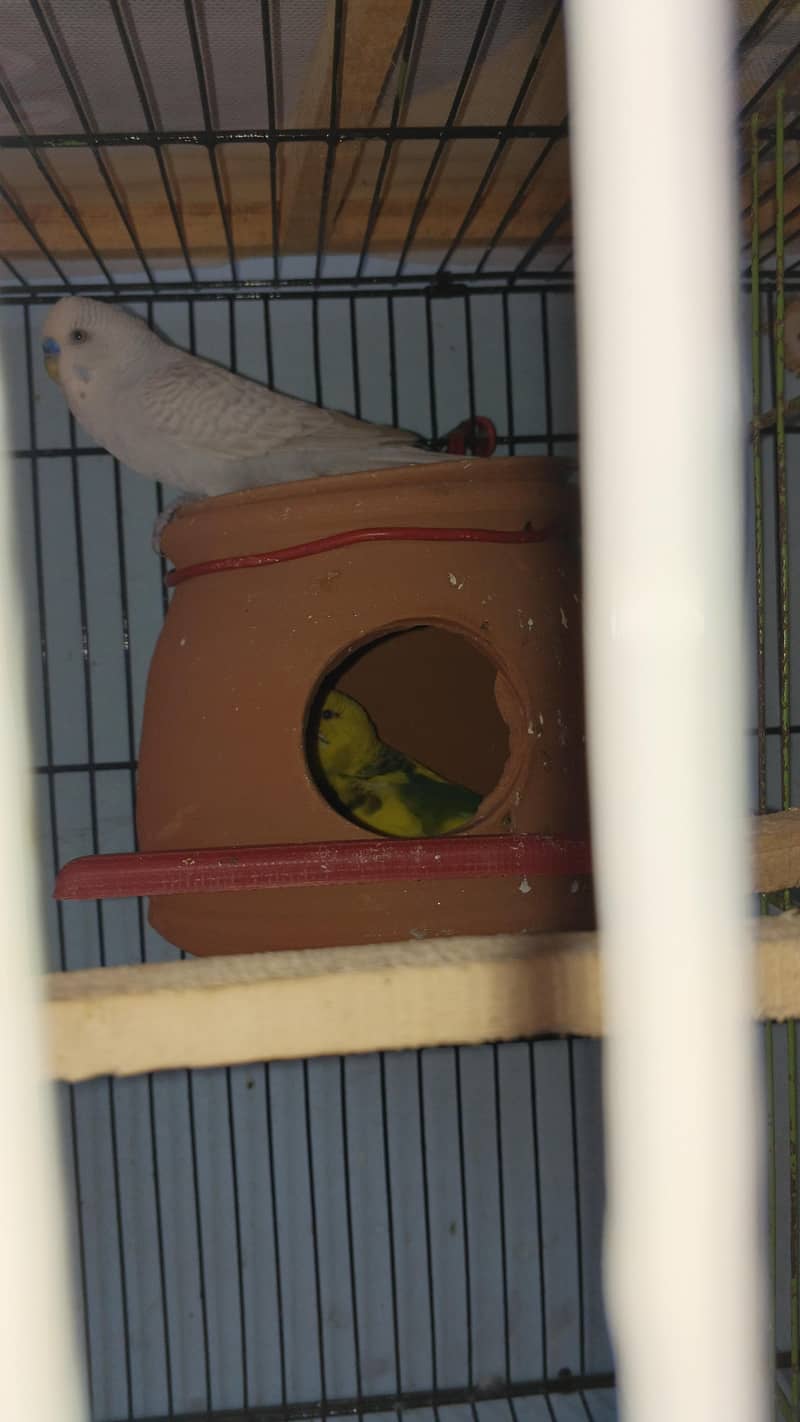 breeder pair with eggs 0