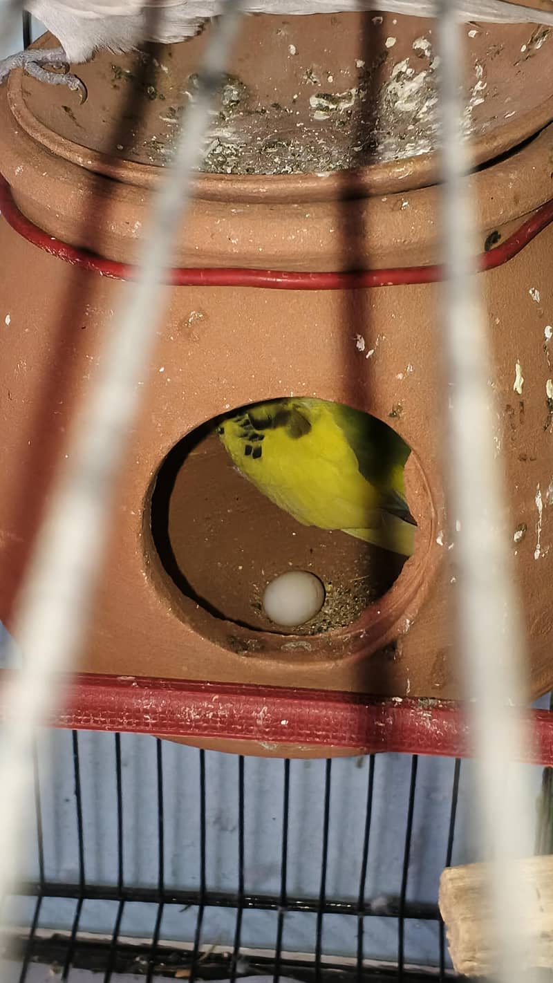 breeder pair with eggs 1