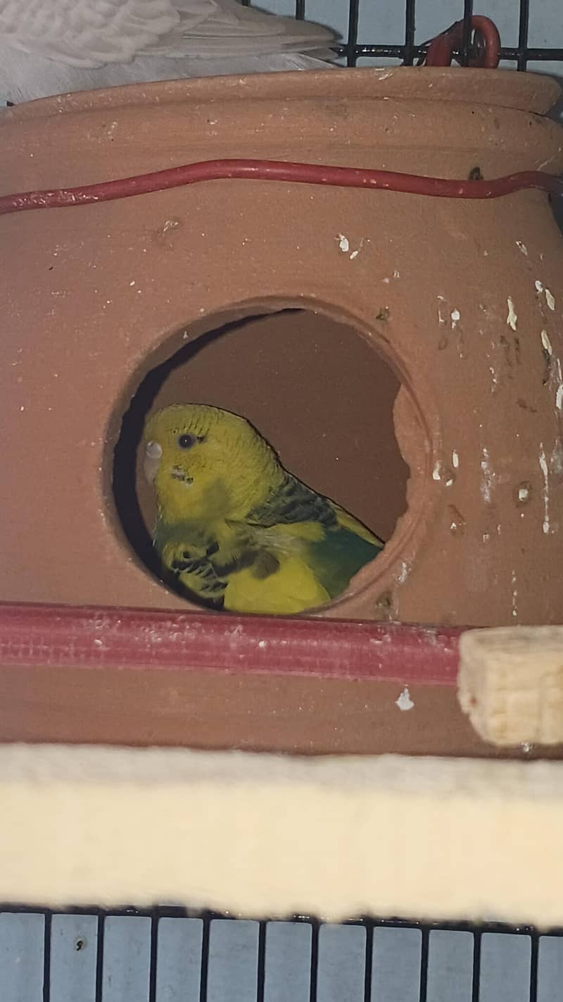 breeder pair with eggs 2
