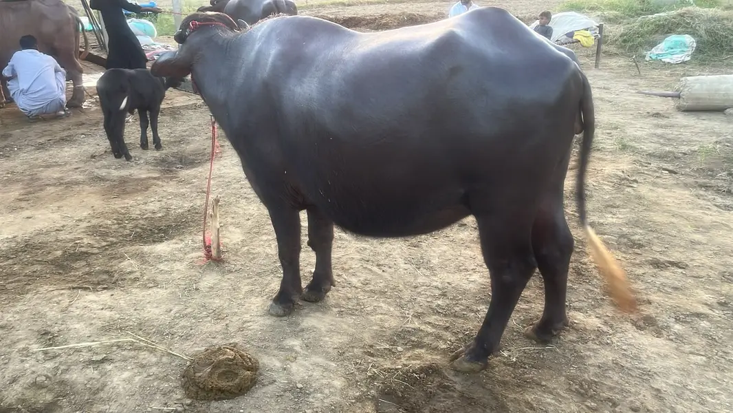 VIP Premium Dairy Buffalo | Heavy Body | Healthy & Well Maintained — photo 2
