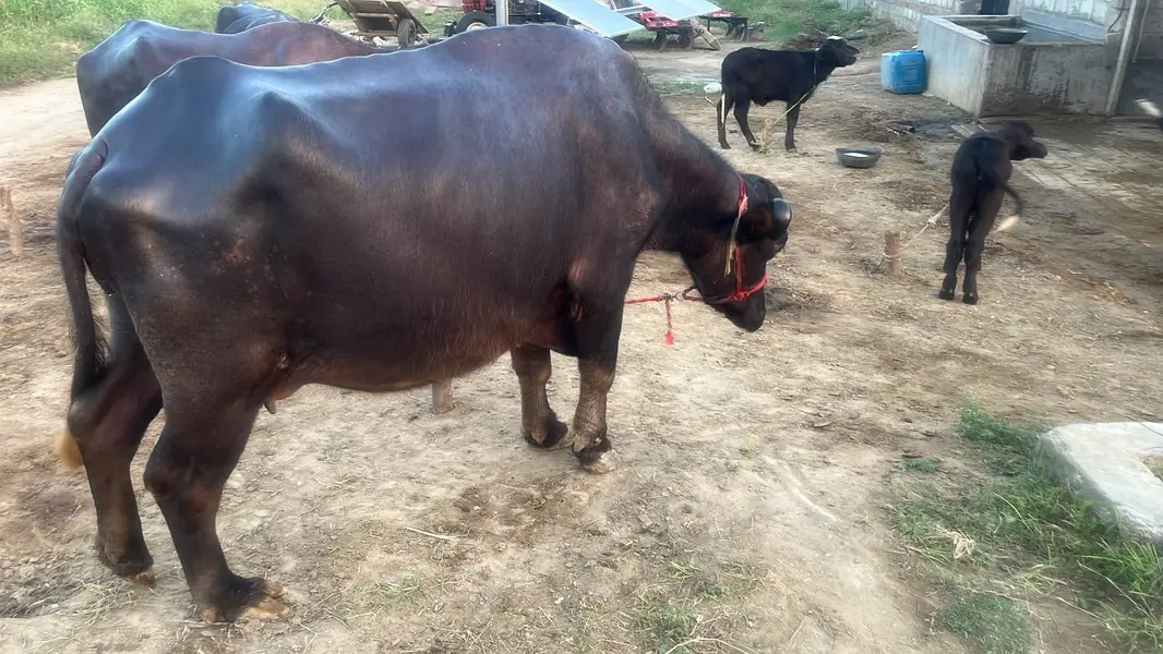 VIP Premium Dairy Buffalo | Heavy Body | Healthy & Well Maintained — photo 3