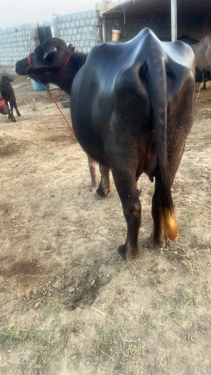 VIP Premium Dairy Buffalo | Heavy Body | Healthy & Well Maintained — photo 4