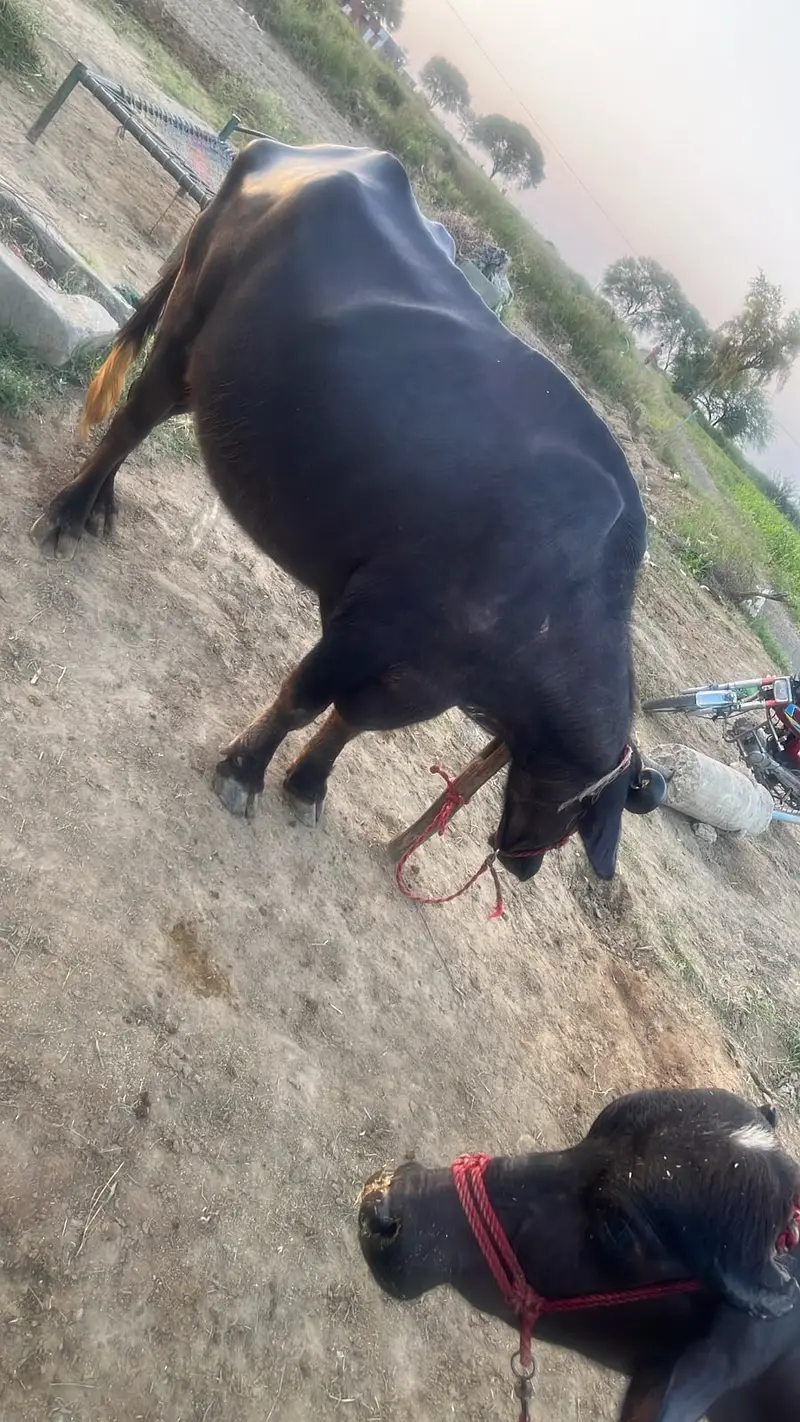 VIP Premium Dairy Buffalo | Heavy Body | Healthy & Well Maintained — photo 7