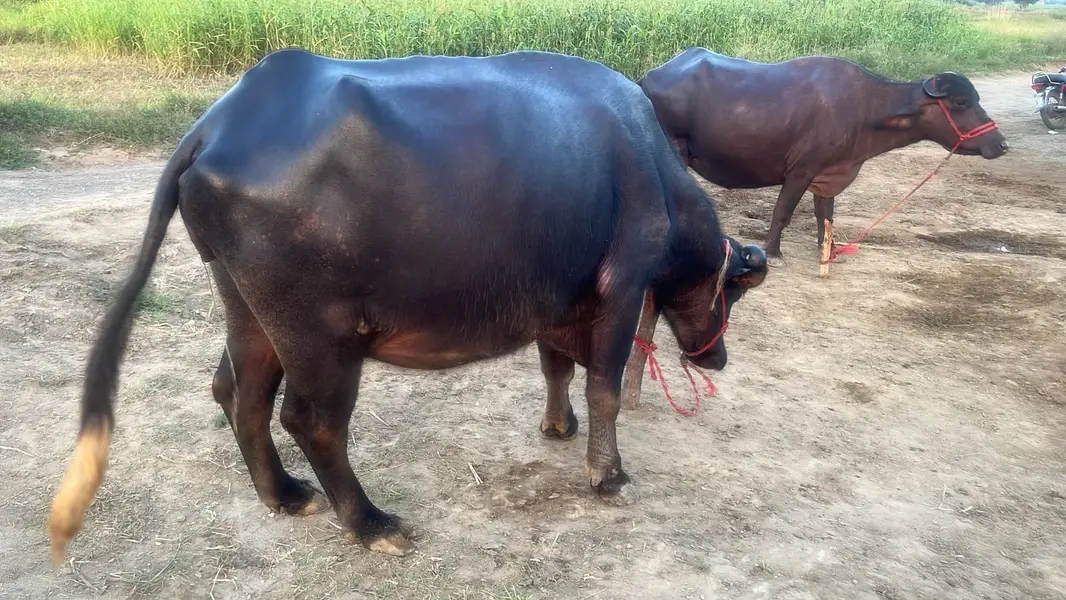 VIP Premium Dairy Buffalo | Heavy Body | Healthy & Well Maintained — photo 8