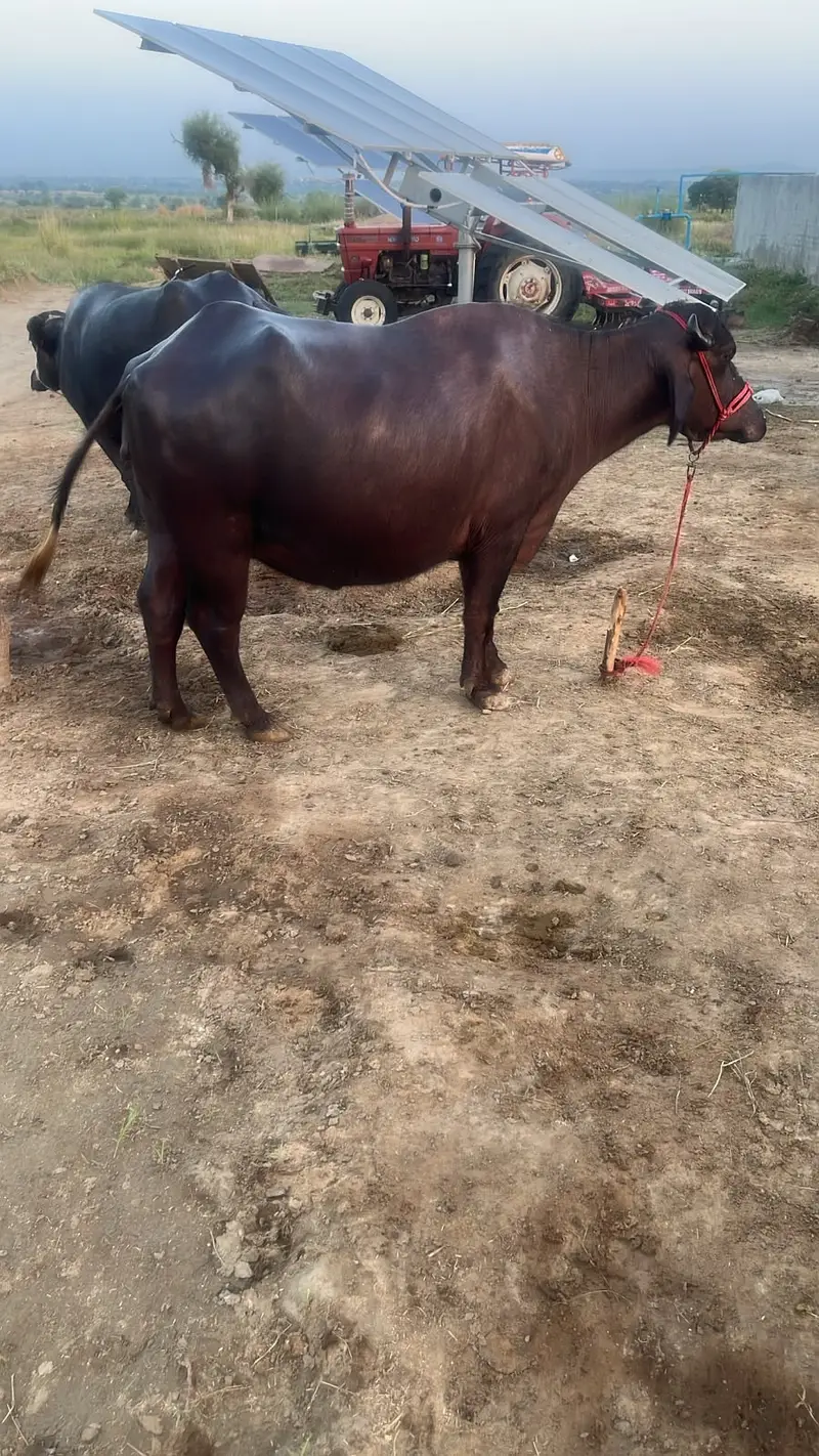 VIP Premium Dairy Buffalo | Heavy Body | Healthy & Well Maintained — photo 9