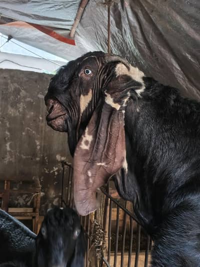 4 Dant Beetal male goat Best quality breeder