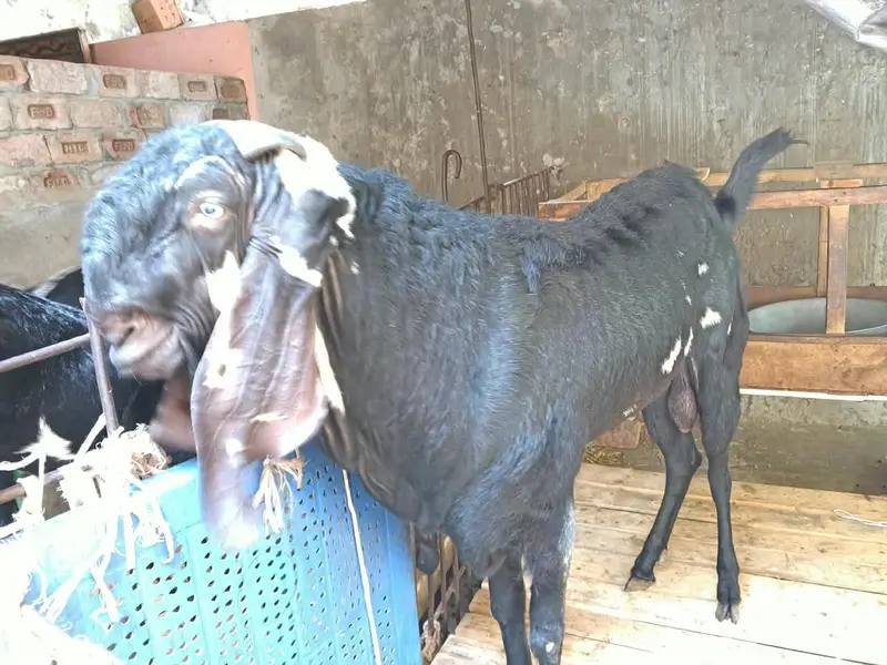4 Dant Beetal male goat Best quality breeder — photo 2