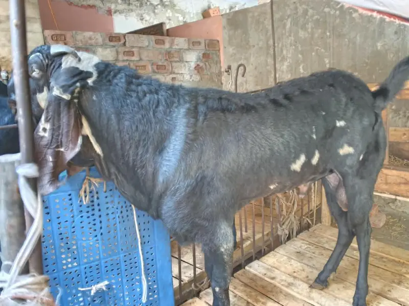 4 Dant Beetal male goat Best quality breeder — photo 3