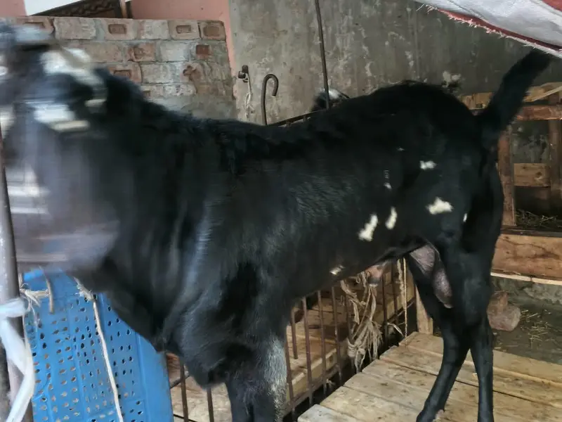 4 Dant Beetal male goat Best quality breeder — photo 4