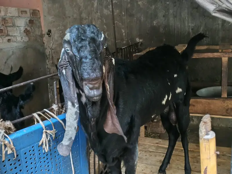 4 Dant Beetal male goat Best quality breeder — photo 5