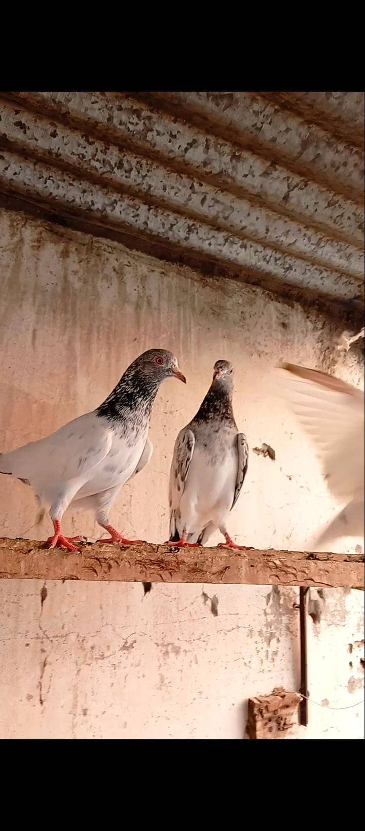 pigeon 0