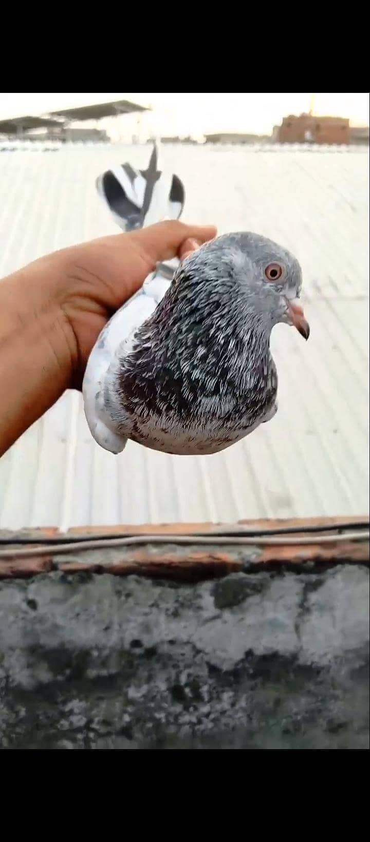pigeon 1